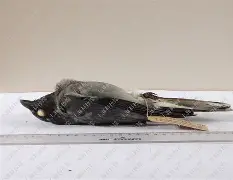 c薾Z??l椒??€%籁搛扣攈罨?的简单介绍